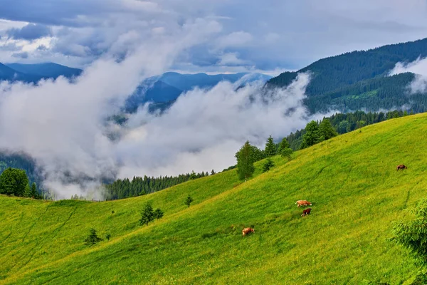 Горный Луг Утреннем Свете Сельский Весенний Пейзаж Долиной Тумане Лесом — стоковое фото