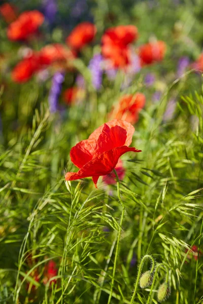 Ogromne Pole Czerwone Maki Kwiatów Słońce Chmury Wyświetlanie Wielu Maki — Zdjęcie stockowe
