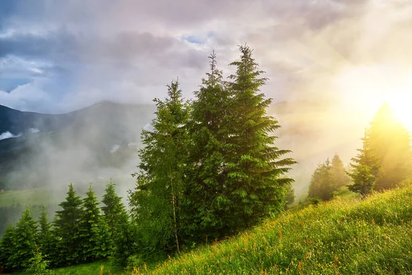 Идиллический Пейзаж Альпах Свежими Зелеными Лугами Цветущими Цветами Заснеженными Горными — стоковое фото