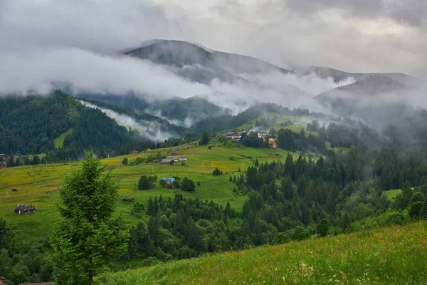Пейзаж Туманом Горах Рядами Дерев — стокове фото