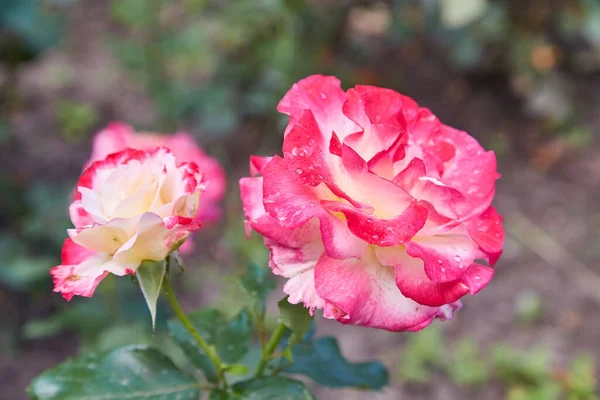 Цветок Коралловой Розы Саду Роз Вид Сверху Мягкий Фокус — стоковое фото