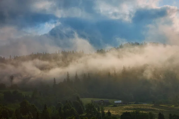 多雾的山景和成排的树木 — 图库照片