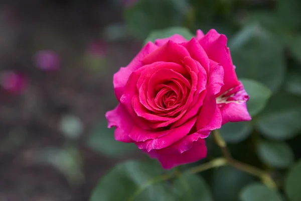 Όμορφα Τριαντάφυλλα Στον Κήπο Τριαντάφυλλα Για Την Ημέρα Του Αγίου — Φωτογραφία Αρχείου