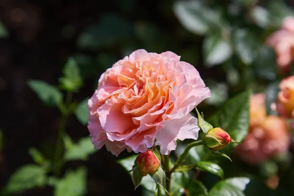 Closeup Pink Rose Bush Green Background — Photo