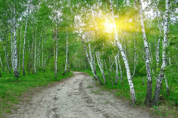 歩く道と森の床を覆うブルーベリーの小枝とスウェーデンの松林の美しい夏の景色 — ストック写真