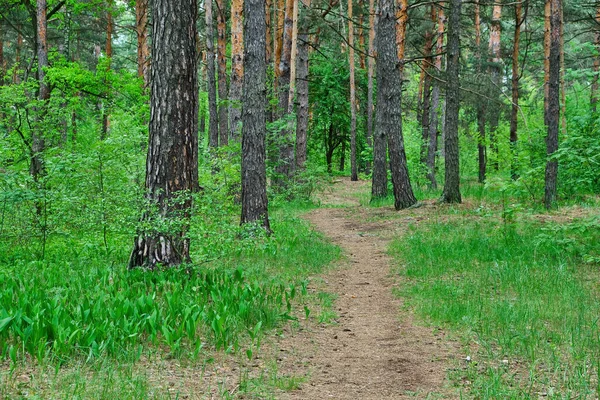 Летний Вид Сосновый Лес Швеции Прогулочной Дорожкой Ростками Голубики Покрывающими — стоковое фото