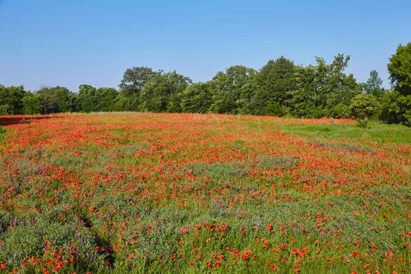 Дико Красные Цветы Мака Большое Маковое Поле Красивые Цветы — стоковое фото