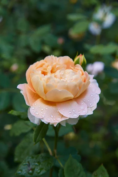 白象牙米色美丽的玫瑰花和女人的手深绿色背景美丽的墙纸水滴在花瓣上 花园里的玫瑰丛自然环境 — 图库照片