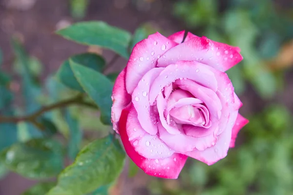 Piękna Różowa Róża Kropelkami Wody Deszczu Ogrodzie — Zdjęcie stockowe
