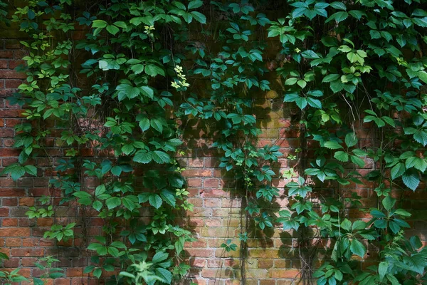 Groene Oranje Wilde Druiven Bladeren Muur Achtergrond Natuurlijke Textuur Van — Stockfoto