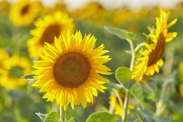 Sunflowers Market Little Bumblebee High Quality Photo Selective Focus — Stockfoto