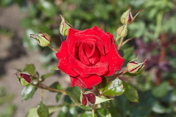 田舎の庭では夏に赤いバラが咲く — ストック写真