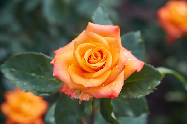 Gyönyörűen Virágzó Narancs Rózsa Parkban Zöld Esőcseppekkel Virágok — Stock Fotó