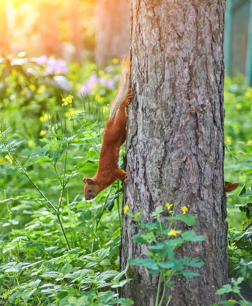 Red Squirrel Species Tree Squirrel Genus Sciurus Common Europe Asia — Stockfoto
