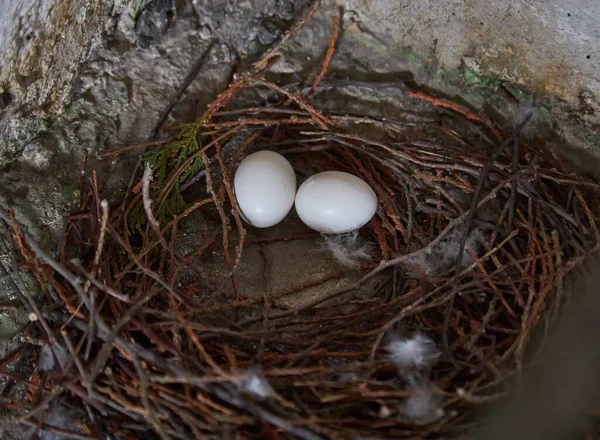 关闭鸟巢中的两个鸽子蛋 — 图库照片