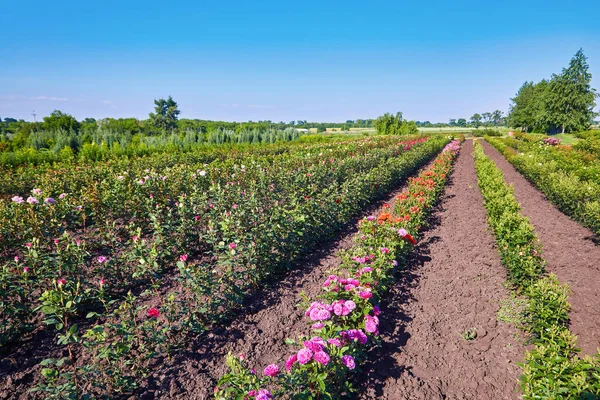 Field Roses Rose Nusery Countryside — Stock Photo, Image
