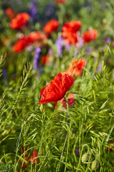 Fleurs Pavot Rouge Sauvage Grand Champ Pavot Belles Fleurs — Photo