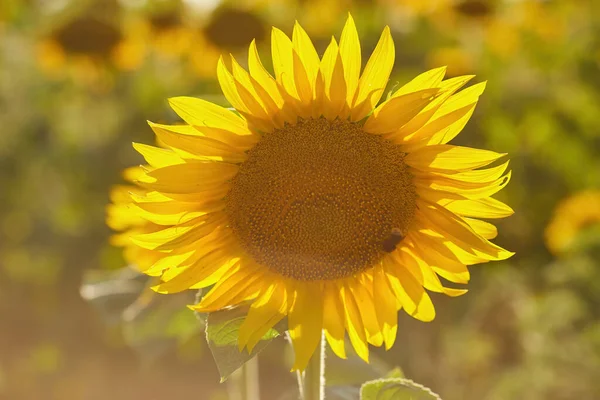 Piękny Słonecznik Słoneczny Dzień Naturalnym Tłem Wybiórcze Skupienie Wysokiej Jakości — Zdjęcie stockowe