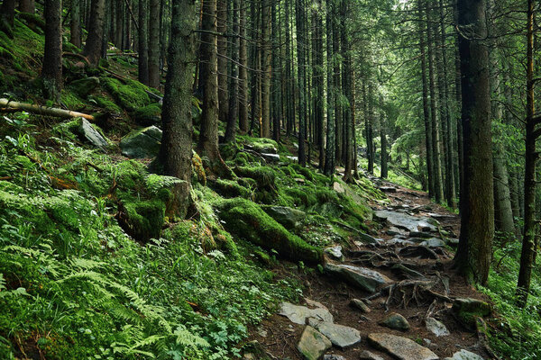 Тропа в темном сосновом лесу на склонах горы. Карпаты, Украина, Европа. Мир красоты. Винтажный фильтр