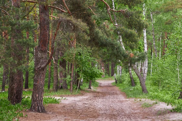 Beautiful Summer View Pine Forest Sweden Walking Path Blueberry Sprigs — Zdjęcie stockowe