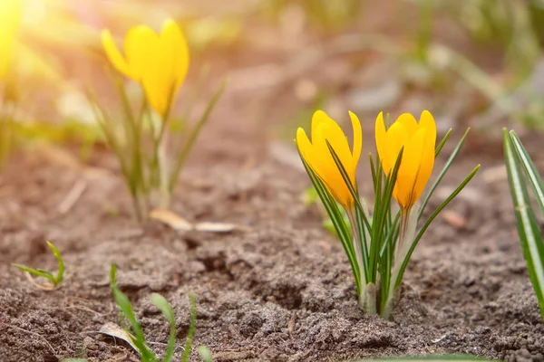 Group Blooming Golden Yellow Crocus Flavus Also Known Dutch Yellow — Stockfoto