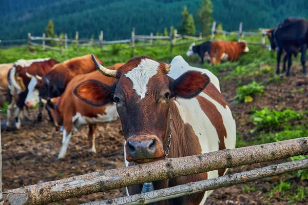 Kühe Einer Bergflanke Auf Einer Weide Sommer Gehege Mit Kühen — Stockfoto