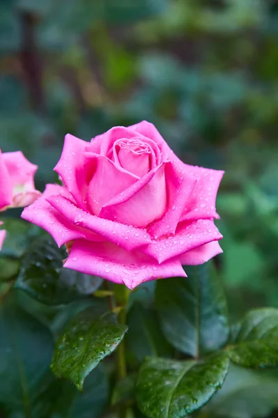 Gyönyörű Rózsaszín Rózsa Vízcseppekkel Eső Után Kertben — Stock Fotó
