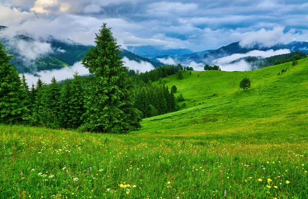 Paisaje Idílico Los Alpes Con Prados Verdes Frescos Flores Florecientes —  Fotos de Stock