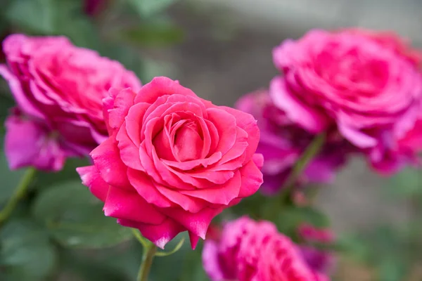 Closeup Pink Rose Bush Green Background — 스톡 사진