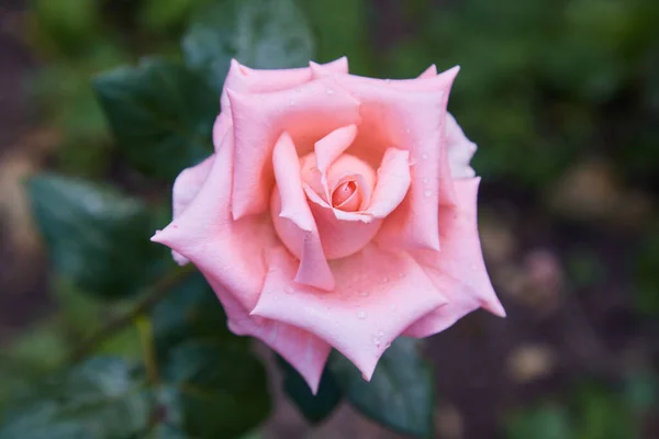 Kwiat Róży Koralowej Ogrodzie Róż Widok Góry Miękkie Skupienie — Zdjęcie stockowe