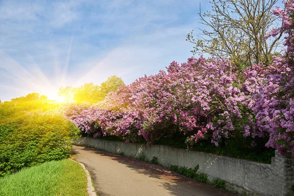stock image Lilac alley leading to Vydubichi monastery in Hryshko National Botanical Garden with Left bank view, Kiyv, Ukraine