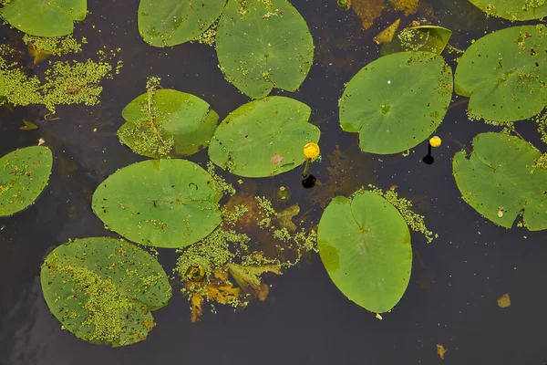 黄色の睡蓮の花 緑の葉 夏の日に雑草と池の空中ビュー — ストック写真