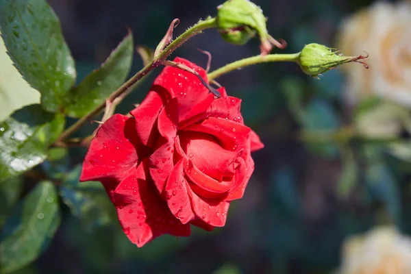 緑の花壇の背景に赤いバラの花 花弁の露頭 — ストック写真