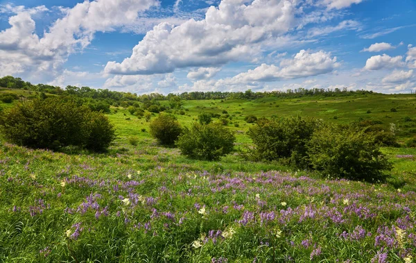 美丽的草地 有新鲜的草和黄色的蒲公英 在自然界中 面对着乌云密布的蓝天 夏天的春天自然景观 — 图库照片