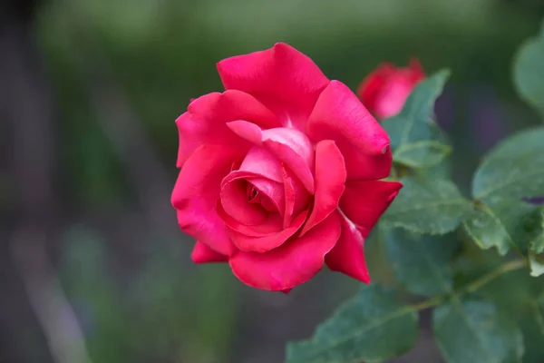 Όμορφα Τριαντάφυλλα Στον Κήπο Τριαντάφυλλα Για Την Ημέρα Του Αγίου — Φωτογραφία Αρχείου