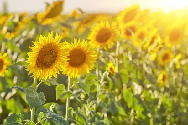 Solros Naturliga Bakgrund Solrosen Blommar Närbild Solros — Stockfoto