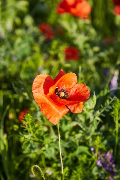Łąka Pięknymi Czerwonymi Kwiatami Maku Wiosną — Zdjęcie stockowe