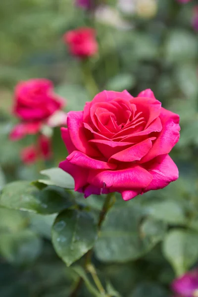 Piękne Róże Ogrodzie Róże Walentynki — Zdjęcie stockowe