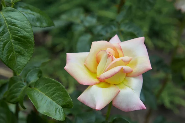 Fehér Rózsa Virág Zöld Levelekkel Kertben — Stock Fotó