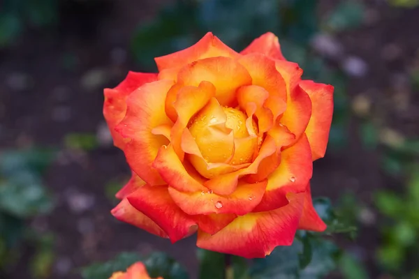 Gyönyörűen Virágzó Narancs Rózsa Parkban Zöld Esőcseppekkel Virágok — Stock Fotó