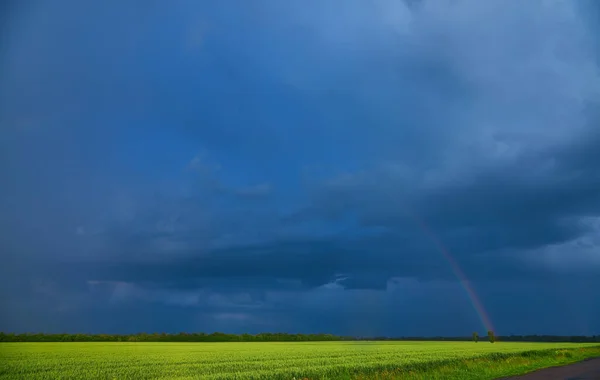 Gloomy Storm Clouds Wheat Field Rainy Summer — Stockfoto