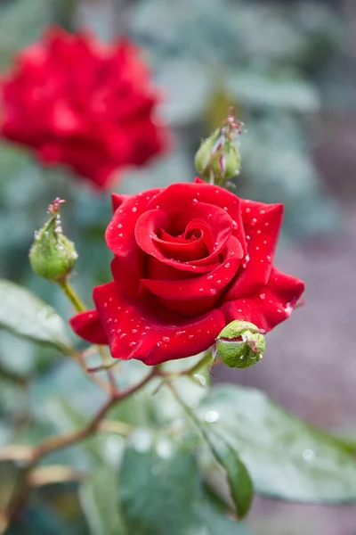 Rote Rose Blume Auf Einem Hintergrund Von Grünen Blumenbeeten Tautropfen — Stockfoto
