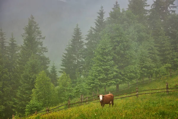 Vacas Pastam Prado Nevoeiro Vacas Dos Cárpatos Ucrânia Vacas Montanha — Fotografia de Stock