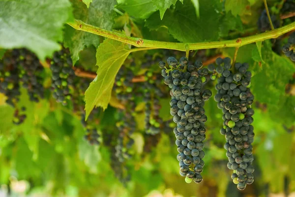 Zbliżenie Grona Dojrzałych Winogron Czerwonych Winorośli Selektywne — Zdjęcie stockowe