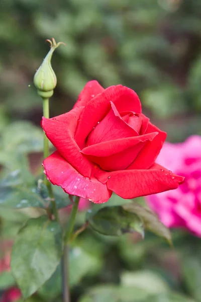 Zbliżenie Piękne Klasyczne Czerwone Róże Ogrodowe — Zdjęcie stockowe