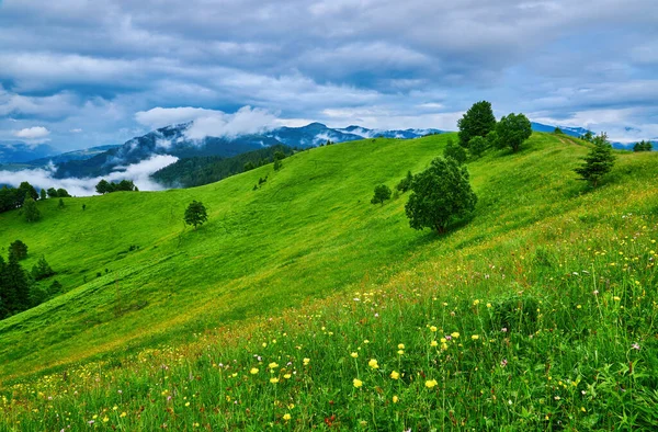 阿尔卑斯山里 群山丛生 鲜花盛开 — 图库照片