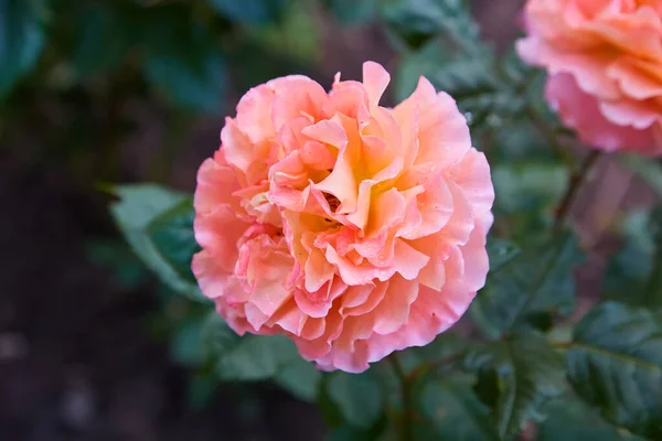 Coral rose flower in roses garden. Top view. Soft focus.