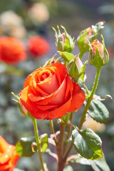 Όμορφα Ανθισμένα Πορτοκαλί Τριαντάφυλλα Στο Πάρκο Πρασινάδα Σταγόνες Βροχής Στα — Φωτογραφία Αρχείου