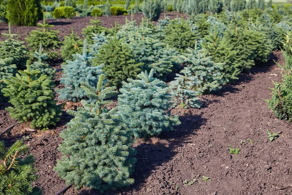 Gröna Barrväxter Plantskolan Odlade Plantor För Återplantering Skog — Stockfoto