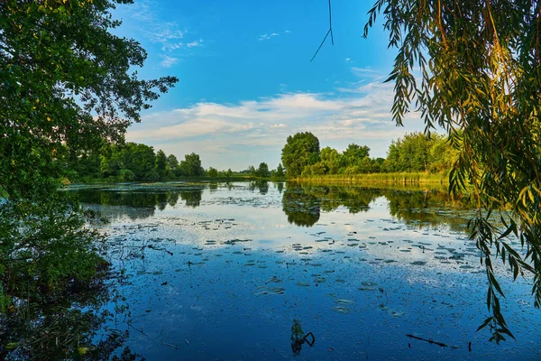 Прекрасный Вид Озеро Безветренную Погоду Зеленой Тростью Облачный День Летом — стоковое фото